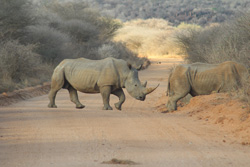 White Rhino